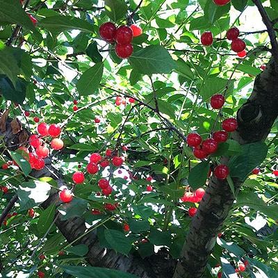 Sour Cherries On Tree