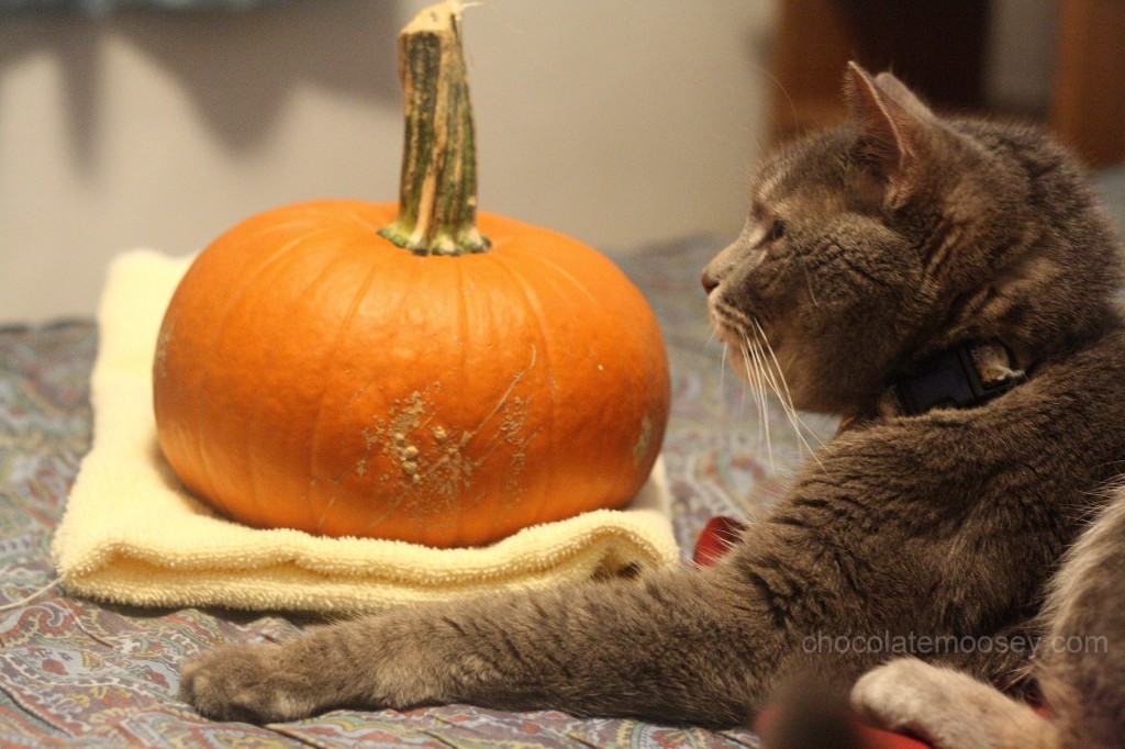 Murray pumpkin 2