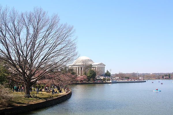 Washington DC Cherry Blossom Festival | www.chocolatemoosey.com