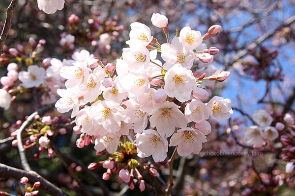 Washington DC Cherry Blossom Festival | www.chocolatemoosey.com