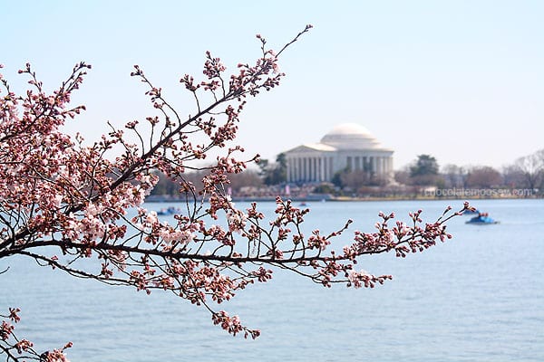 Washington DC Cherry Blossom Festival | www.chocolatemoosey.com