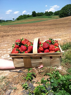 strawberry picking