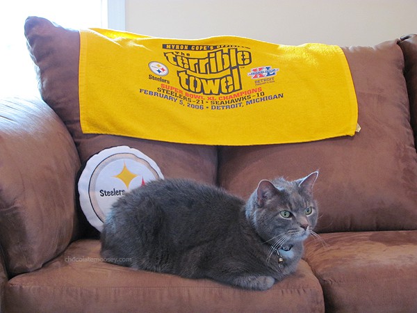 Murray the Steelers Cat