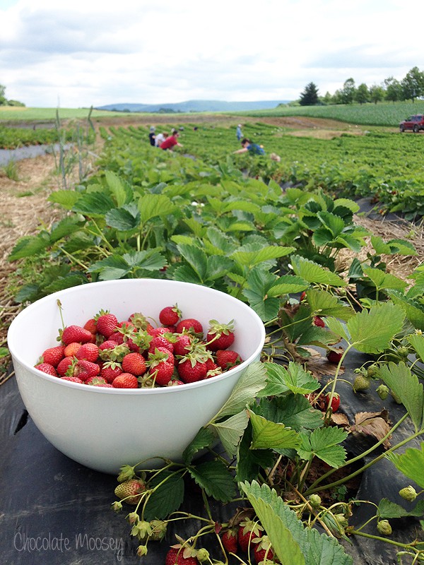 Picking fresh strawberries for Strawberry Shortcake Cheesecake