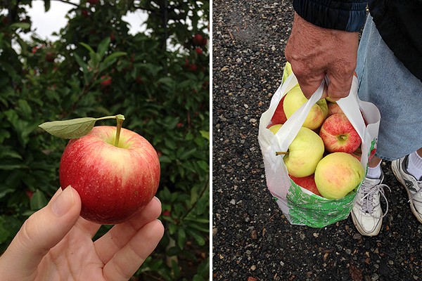 Apple Picking At Triple B Farm in Pittsburgh, PA