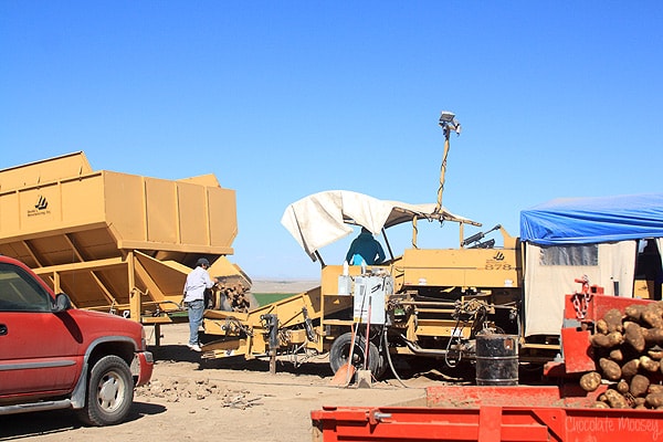 Idaho Potato Harvest