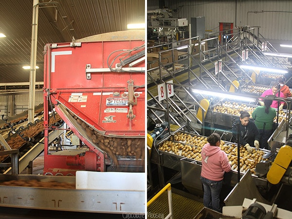 Idaho Potato Harvest